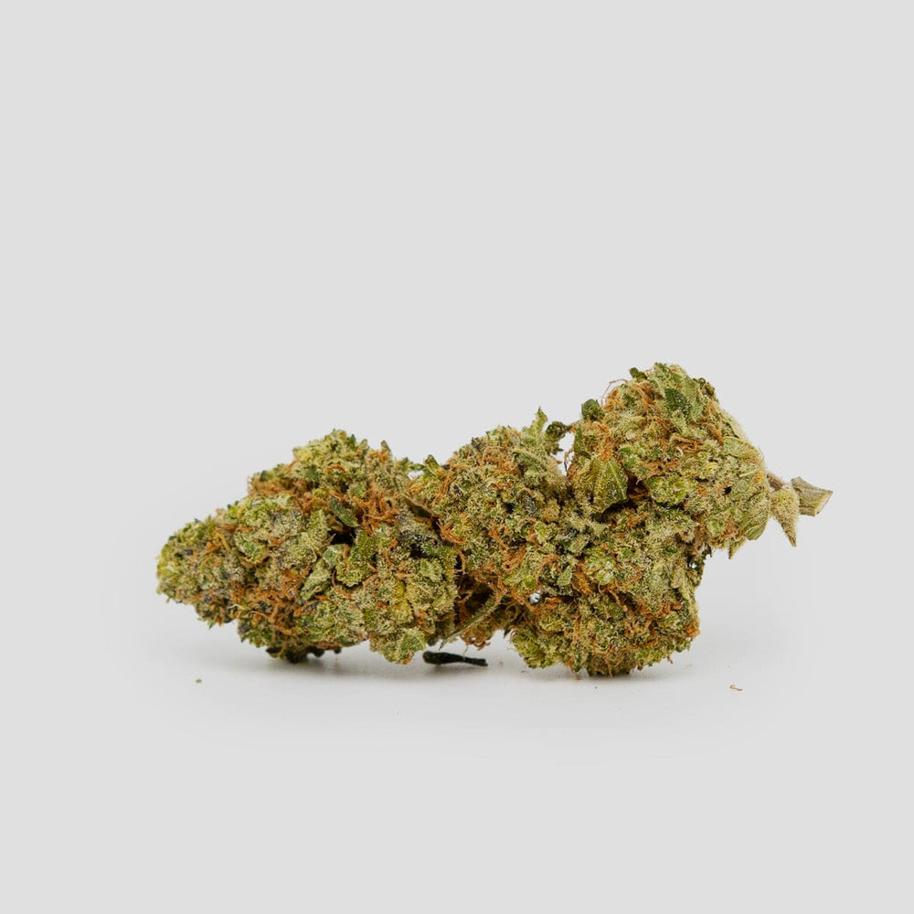 CBD Blüte auf weißem Hintergrund
